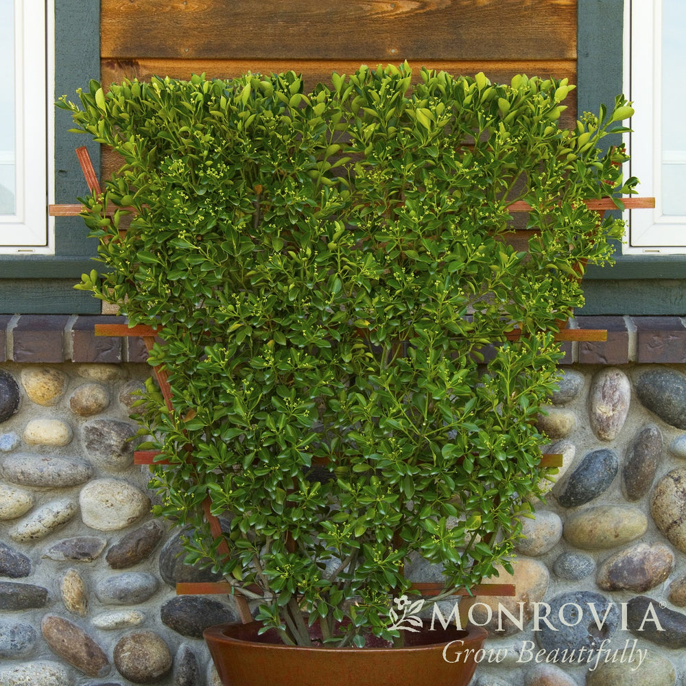 Euonymus kiautschovicus 'Manhattan' ~ Monrovia® Manhattan Euonymus-ServeScape