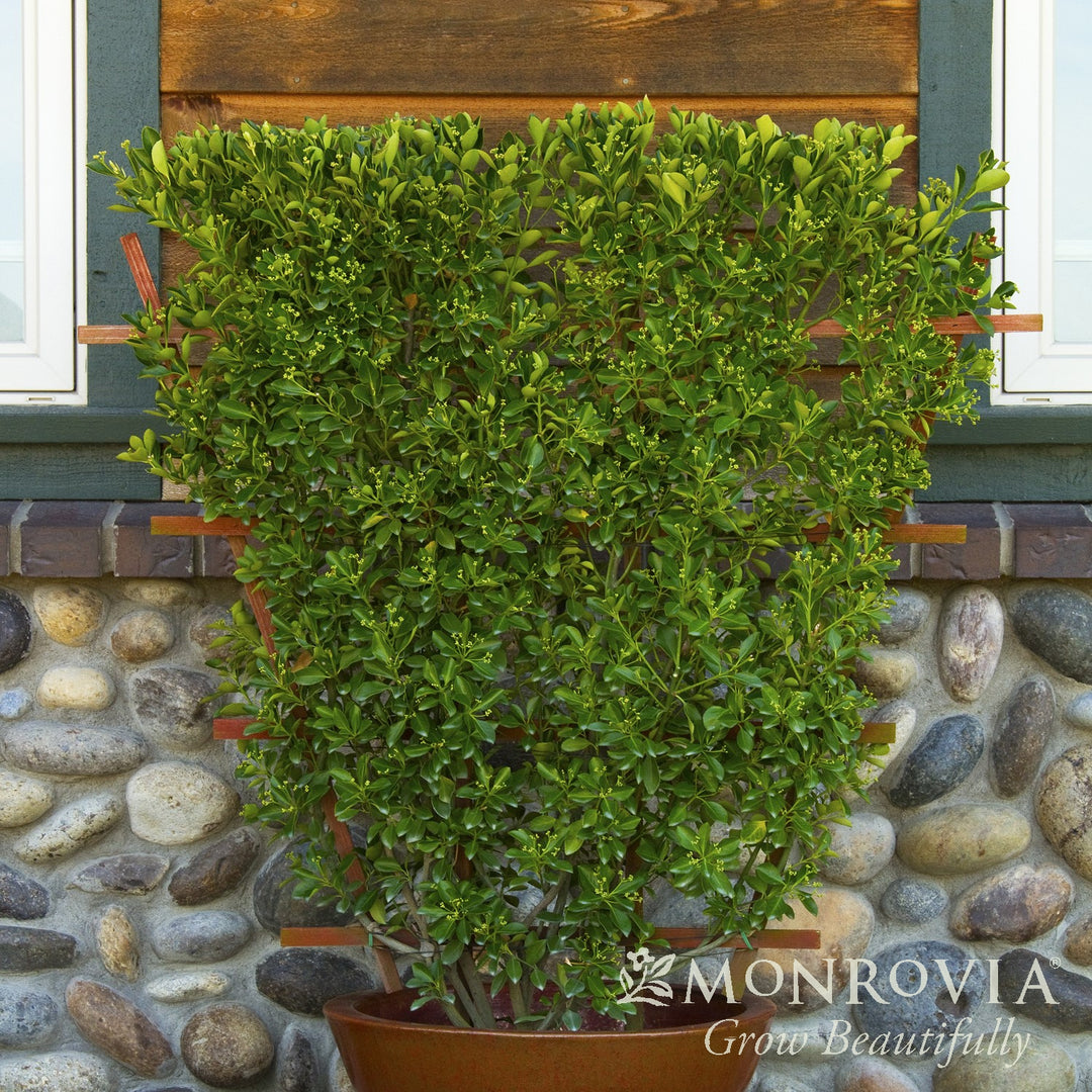 Euonymus kiautschovicus 'Manhattan' ~ Monrovia® Manhattan Euonymus-ServeScape
