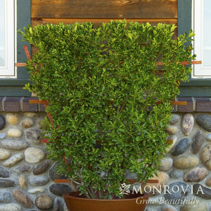 Euonymus kiautschovicus 'Manhattan' ~ Monrovia® Manhattan Euonymus-ServeScape