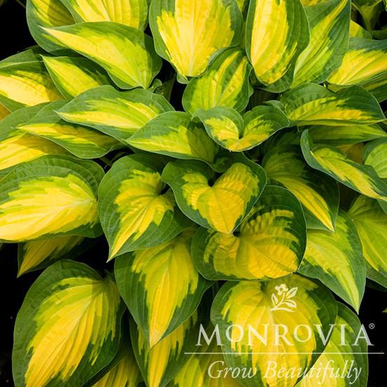 Hosta 'Orange Marmalade' ~ Monrovia® Orange Marmalade Hosta-ServeScape
