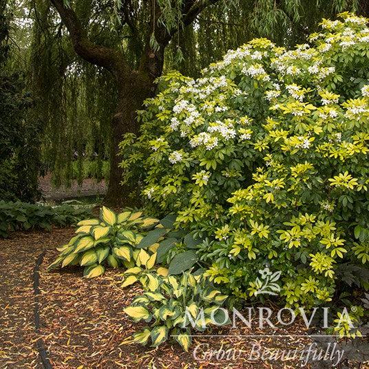 Hosta 'Orange Marmalade' ~ Monrovia® Orange Marmalade Hosta-ServeScape