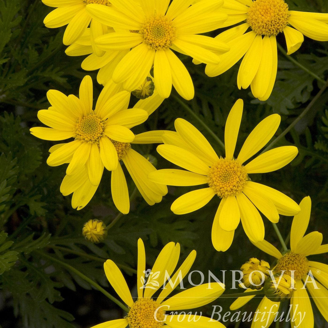 Euryops pectinatus 'Viridis' ~ Monrovia® Green-Leafed Euryops-ServeScape