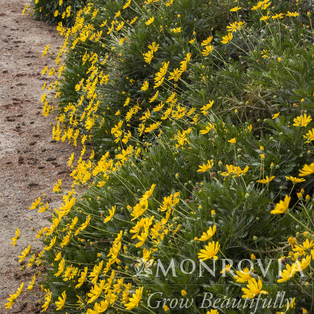 Euryops pectinatus 'Viridis' ~ Monrovia® Green-Leafed Euryops-ServeScape