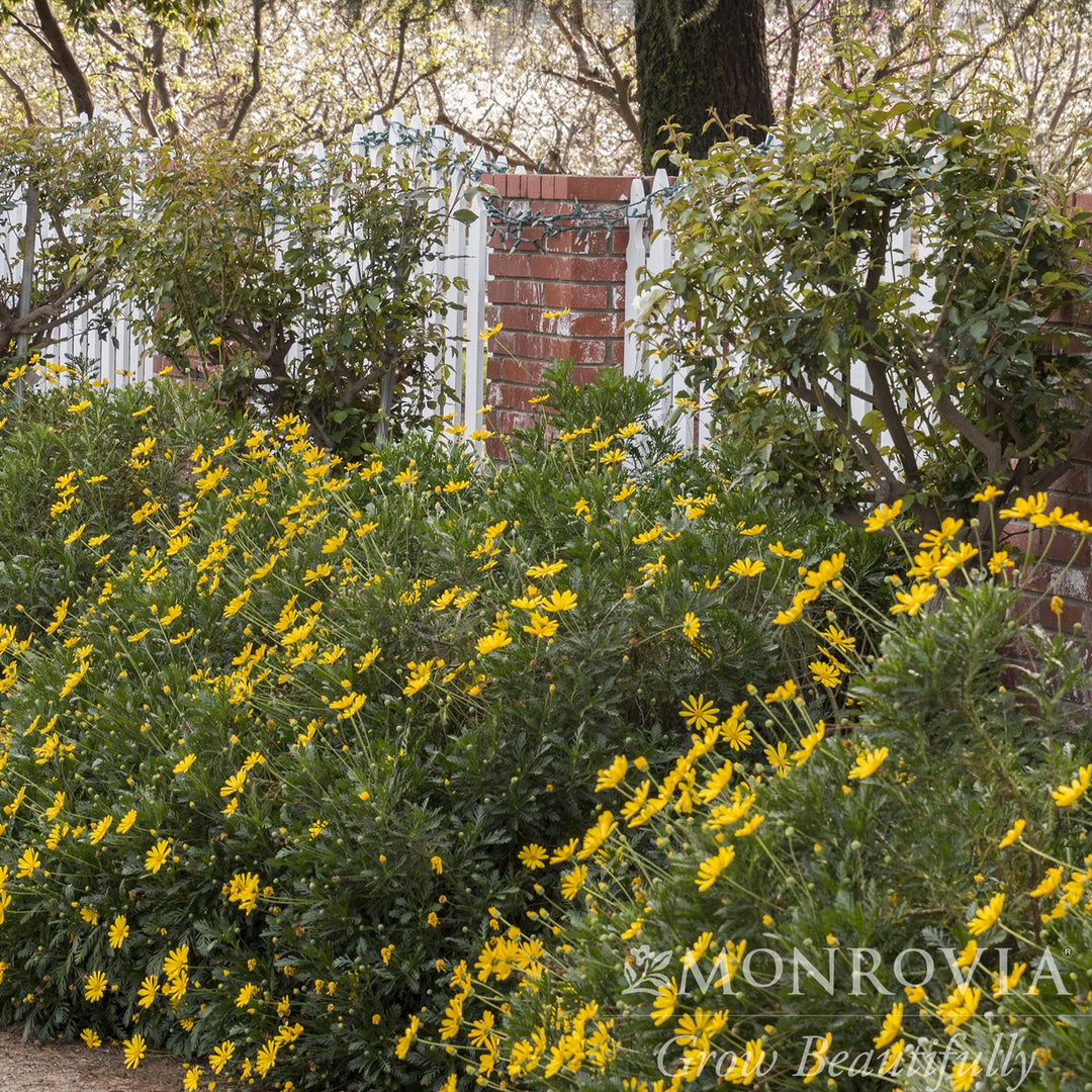 Euryops pectinatus 'Viridis' ~ Monrovia® Green-Leafed Euryops-ServeScape