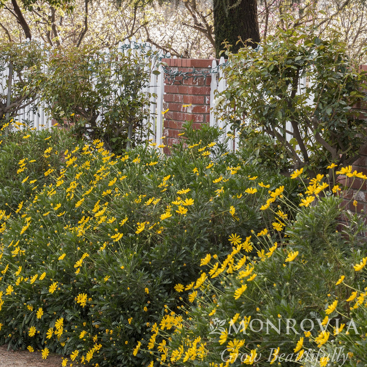 Euryops pectinatus 'Viridis' ~ Monrovia® Green-Leafed Euryops-ServeScape