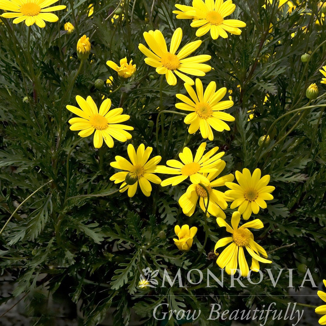 Euryops pectinatus 'Viridis' ~ Monrovia® Green-Leafed Euryops-ServeScape