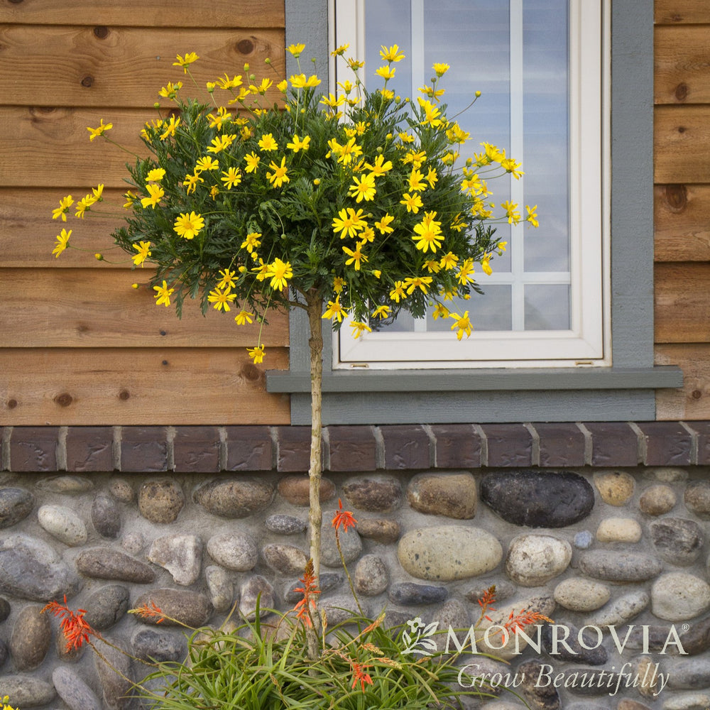 Euryops pectinatus 'Viridis' ~ Monrovia® Green-Leafed Euryops-ServeScape