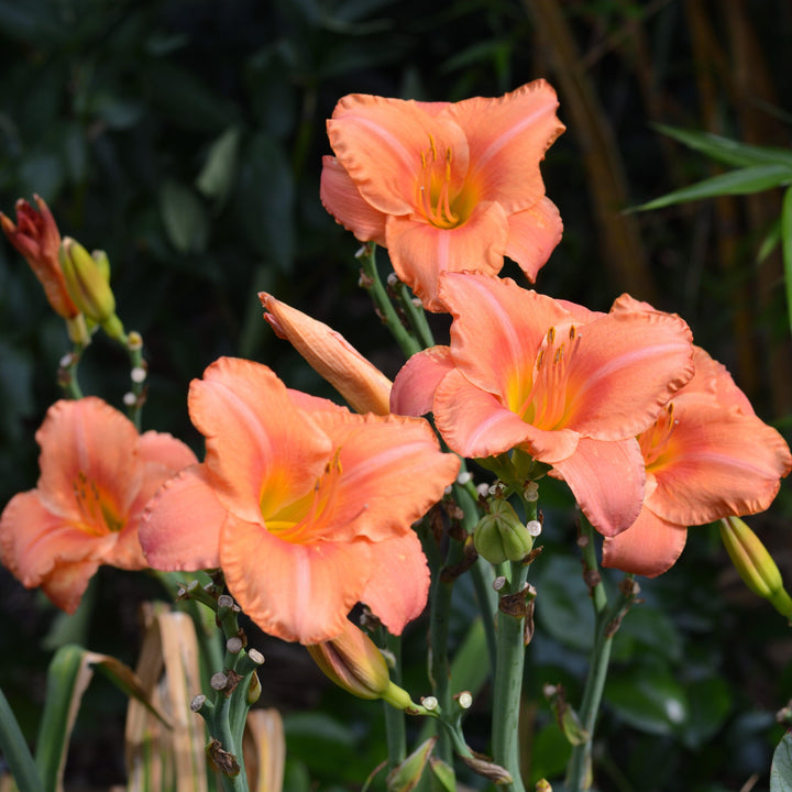 Hemerocallis 'Scottish Fantasy' ~ Scottish Fantasy Daylily-ServeScape