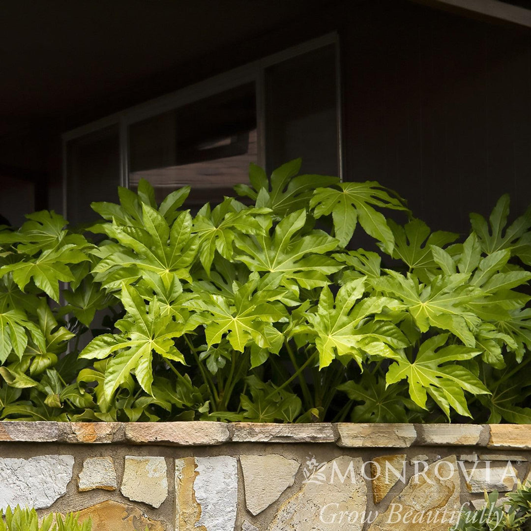 Fatsia Japonica ~ Monrovia® Japanese Aralia, Japanese Fatsia-ServeScape