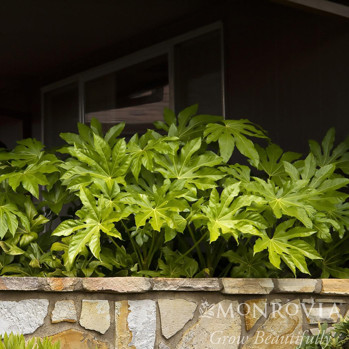 Fatsia Japonica ~ Monrovia® Japanese Aralia, Japanese Fatsia-ServeScape