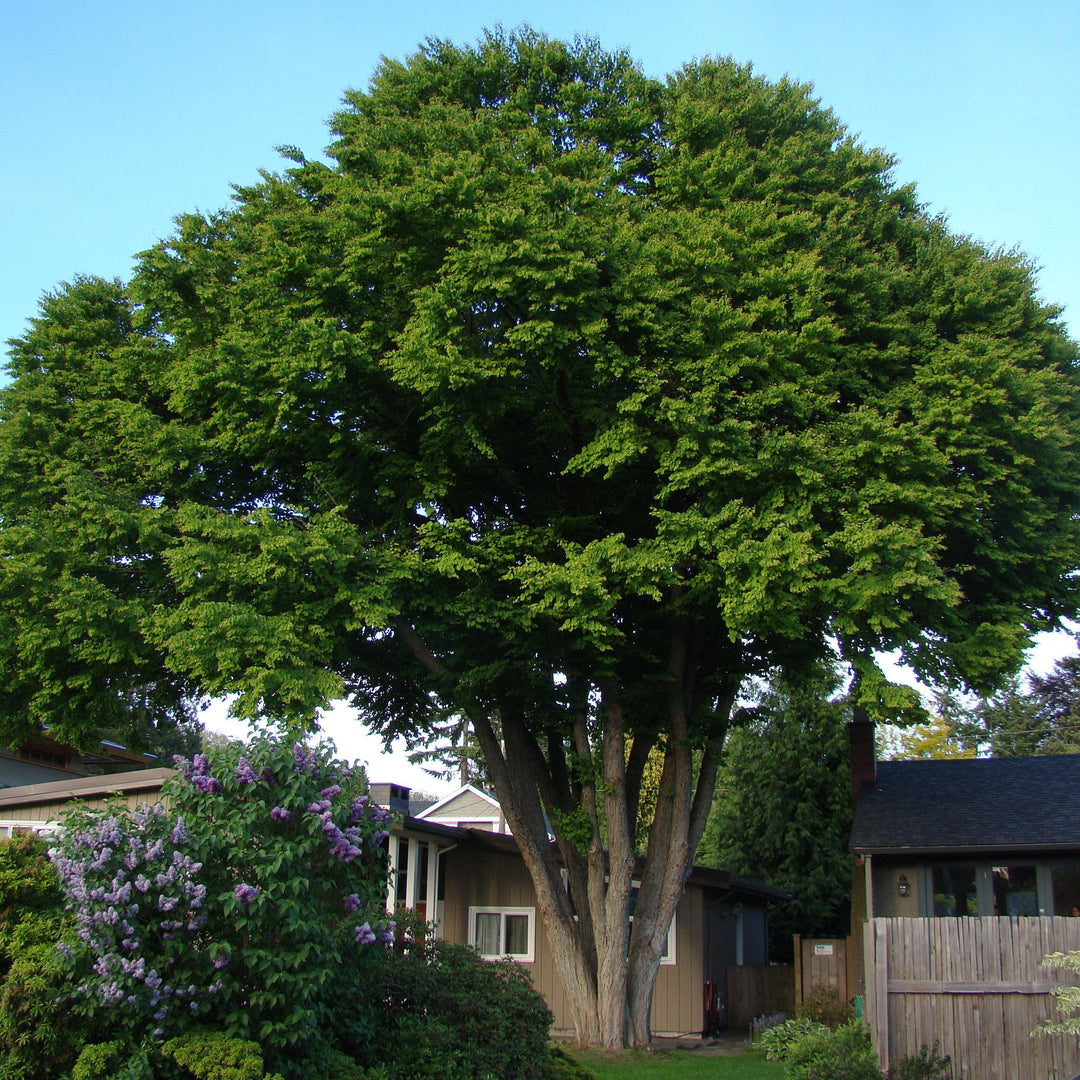 Cercidiphyllum japonicum ~ Katsura Tree-ServeScape