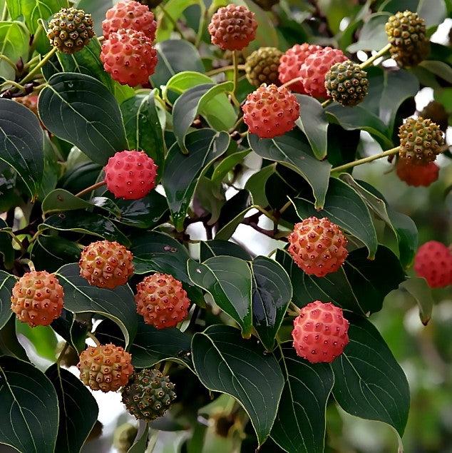 Cornus kousa var. chinensis 'Milky Way' ~ Milky Way Chinese Dogwood-ServeScape