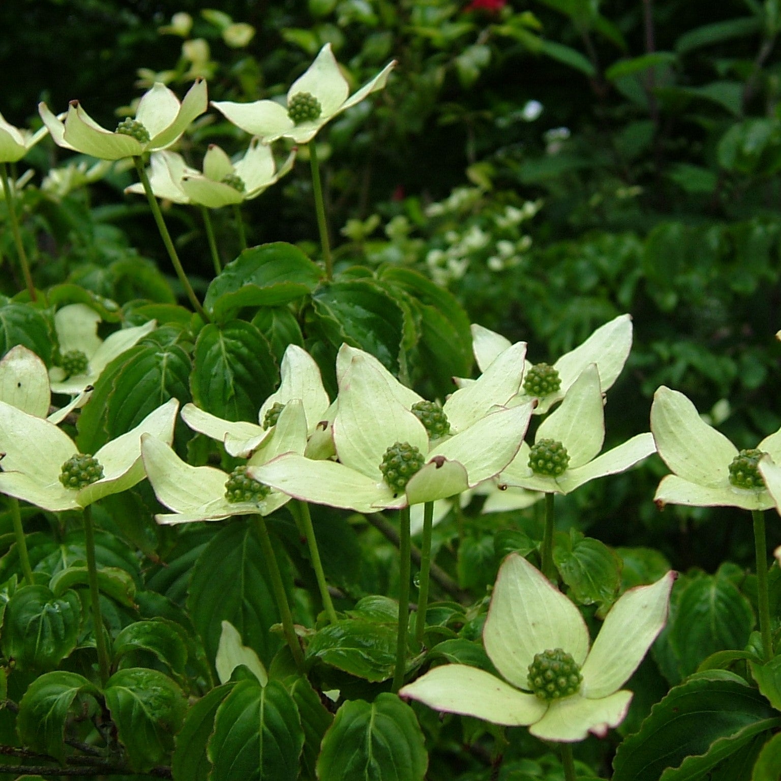 Cornus kousa 'Greensleeves' ~ Greensleeves Dogwood-ServeScape