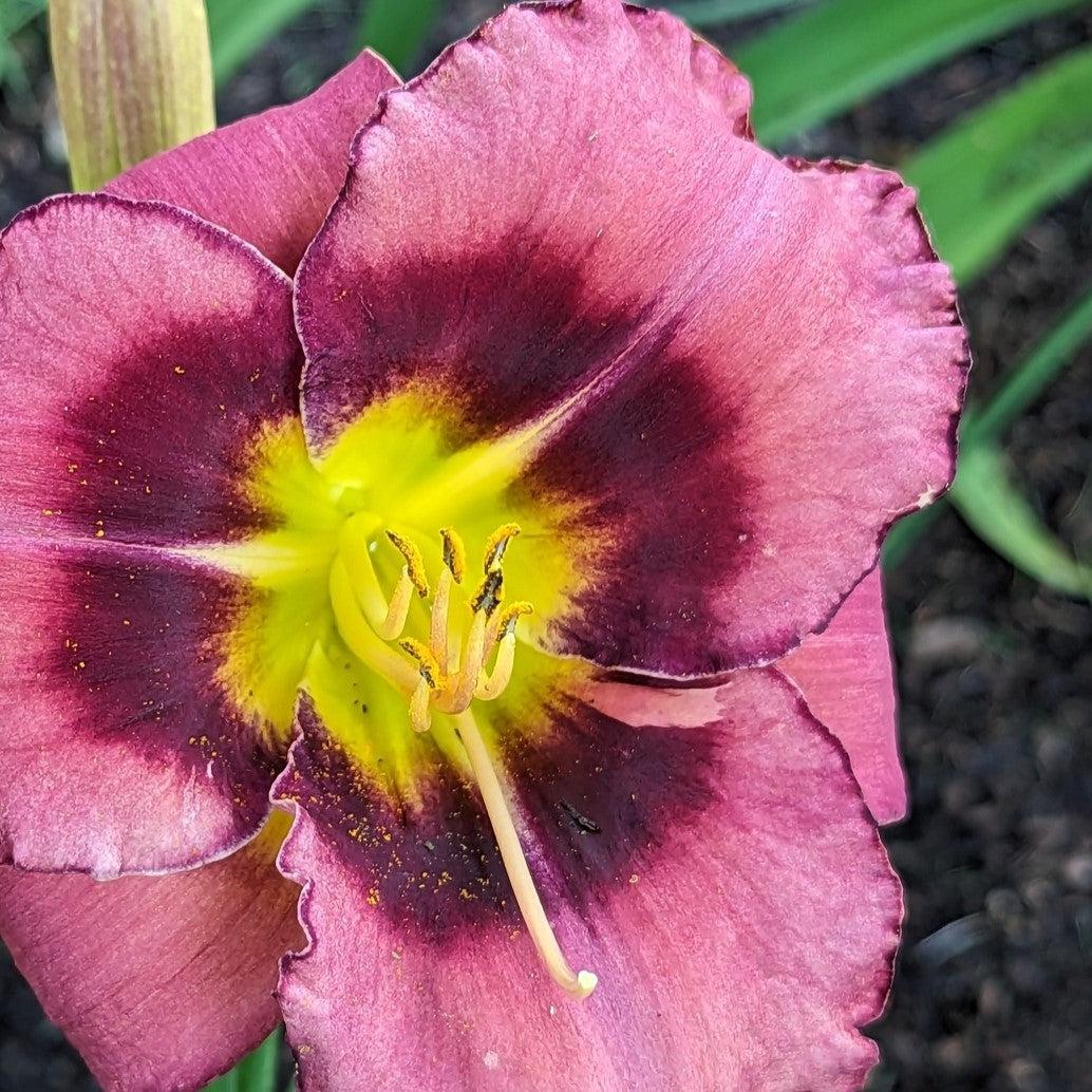 Hemerocallis 'Macbeth' ~ Macbeth Daylily-ServeScape