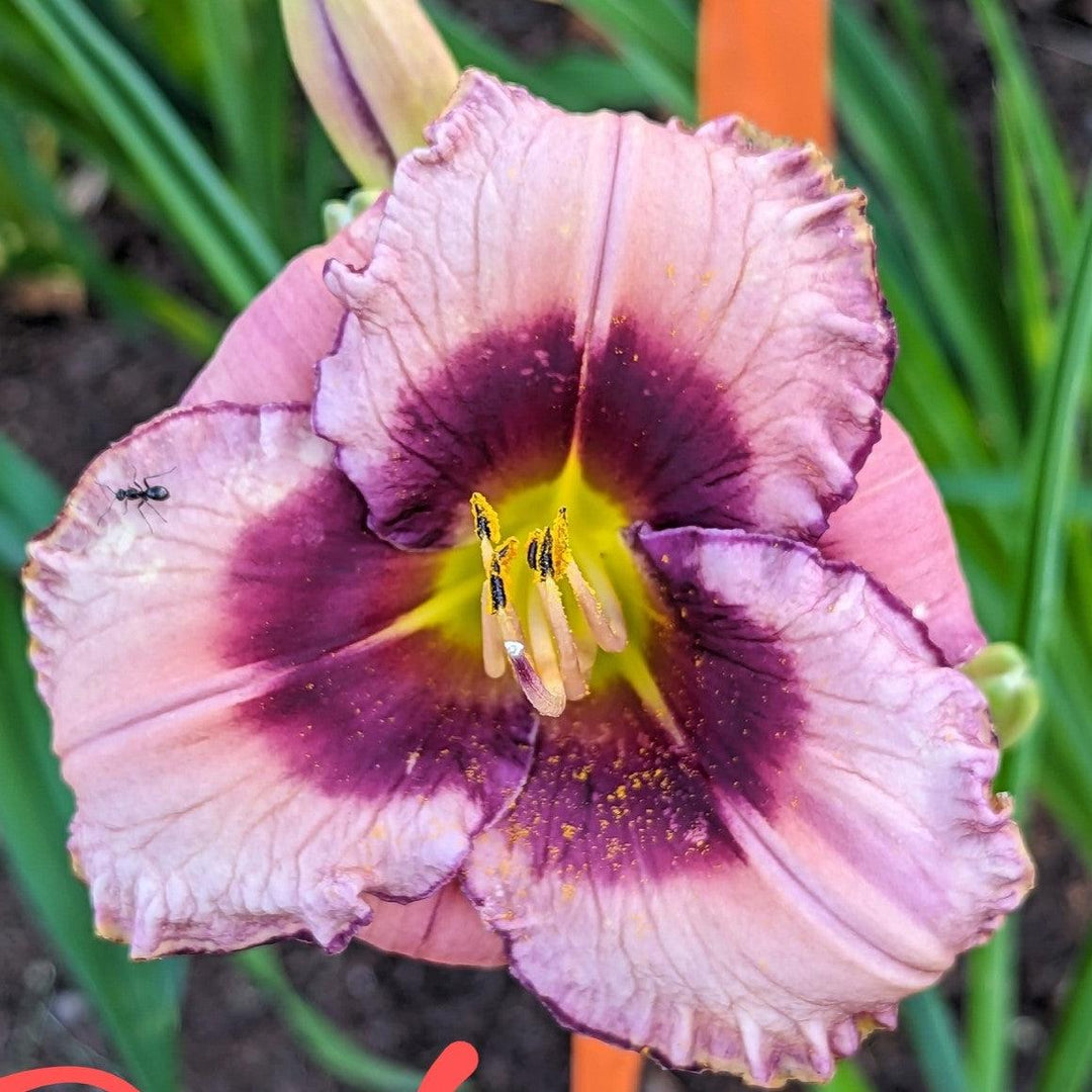 Hemerocallis 'Macbeth' ~ Macbeth Daylily-ServeScape