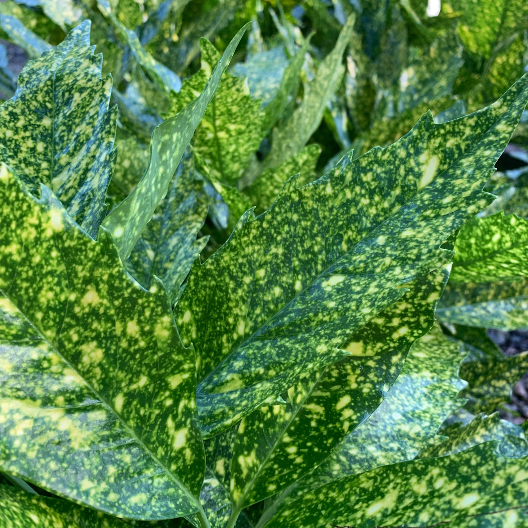 Aucuba japonica 'Variegata' ~ Gold Dust Aucuba, Gold Dust Laurel-ServeScape