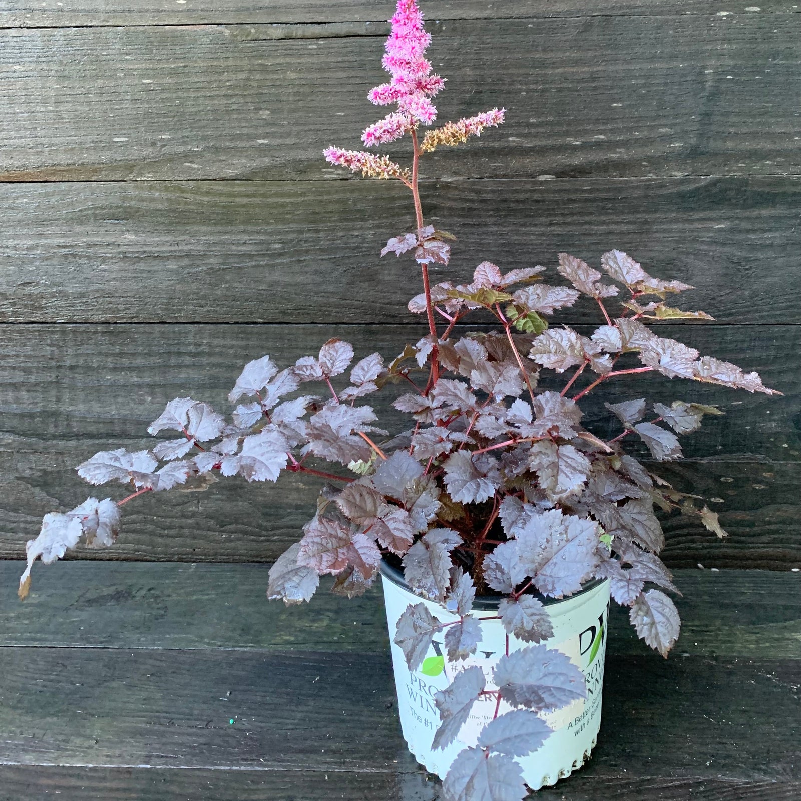 Astilbe 'Dark Side of the Moon' ~ Dark Side of the Moon Astilbe-ServeScape