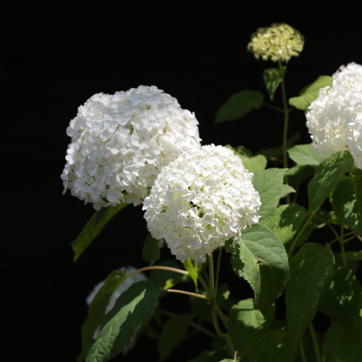 Hydrangea arborescens 'Annabelle' ~ Mophead Hydrangea, Annabelle Hydrangea-ServeScape