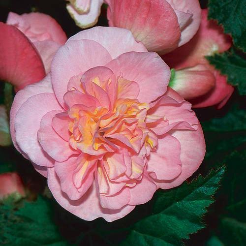 Begonia x tuberhybrida 'Nonstop Pink' ~ Nonstop® Pink Begonia-ServeScape
