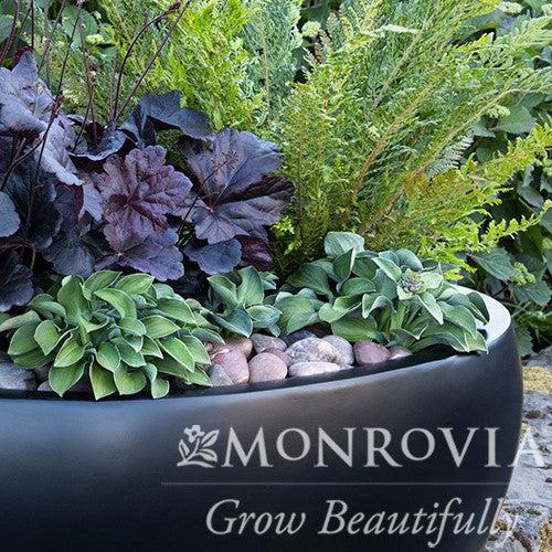 Heuchera 'Obsidian' ~ Monrovia® Obsidian Coral Bells-ServeScape