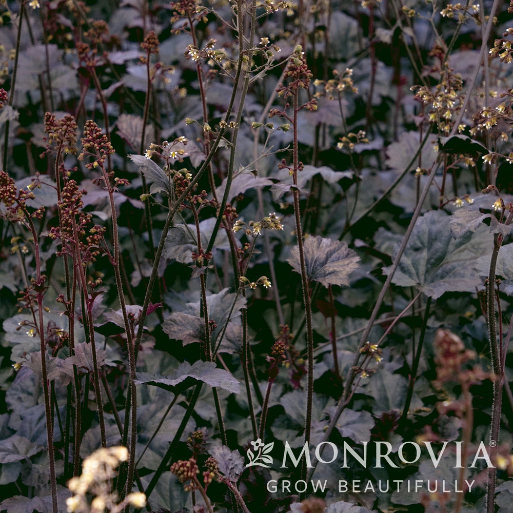 Heuchera 'Obsidian' ~ Monrovia® Obsidian Coral Bells-ServeScape