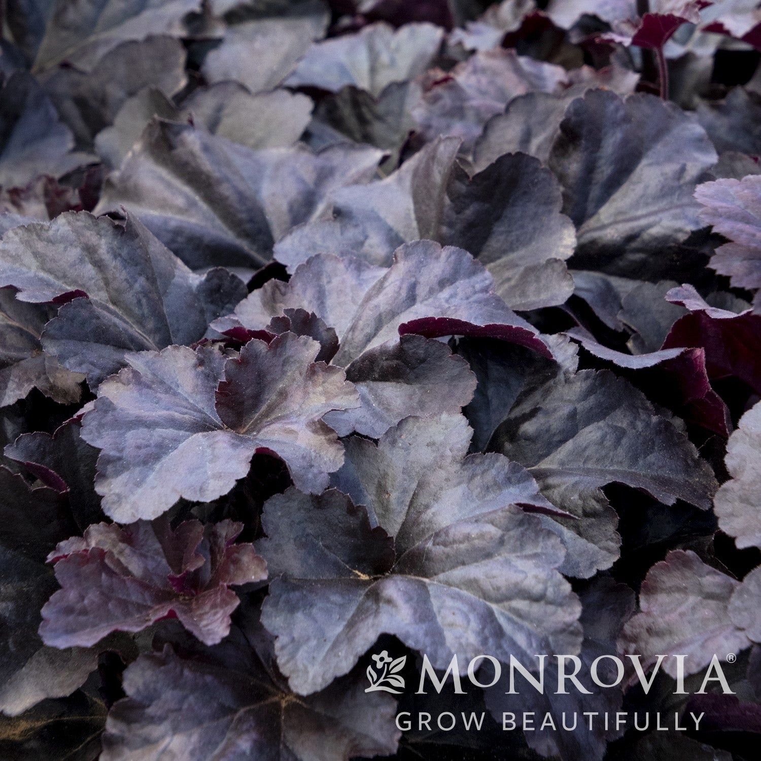 Heuchera 'Obsidian' ~ Monrovia® Obsidian Coral Bells-ServeScape