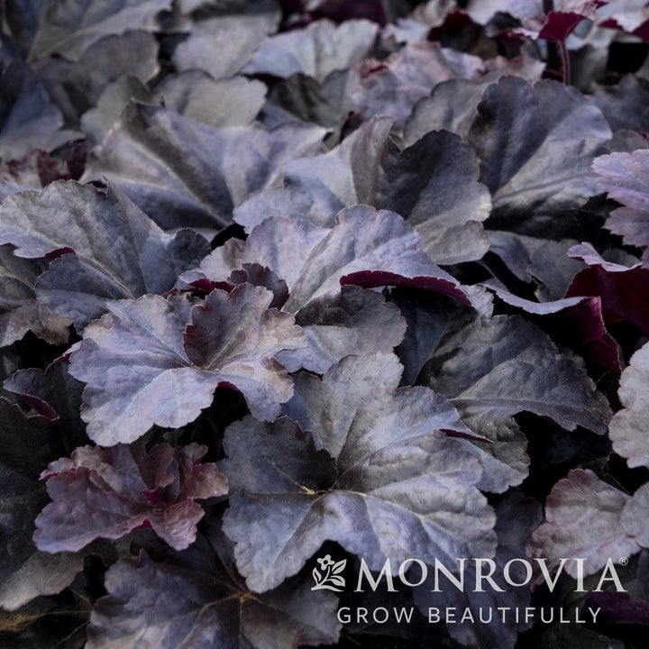 Heuchera 'Obsidian' ~ Monrovia® Obsidian Coral Bells-ServeScape