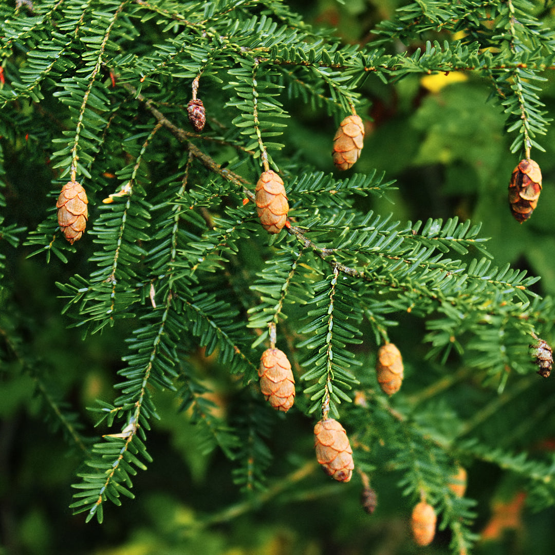 Tsuga canadensis ~ Canadian Hemlock-ServeScape