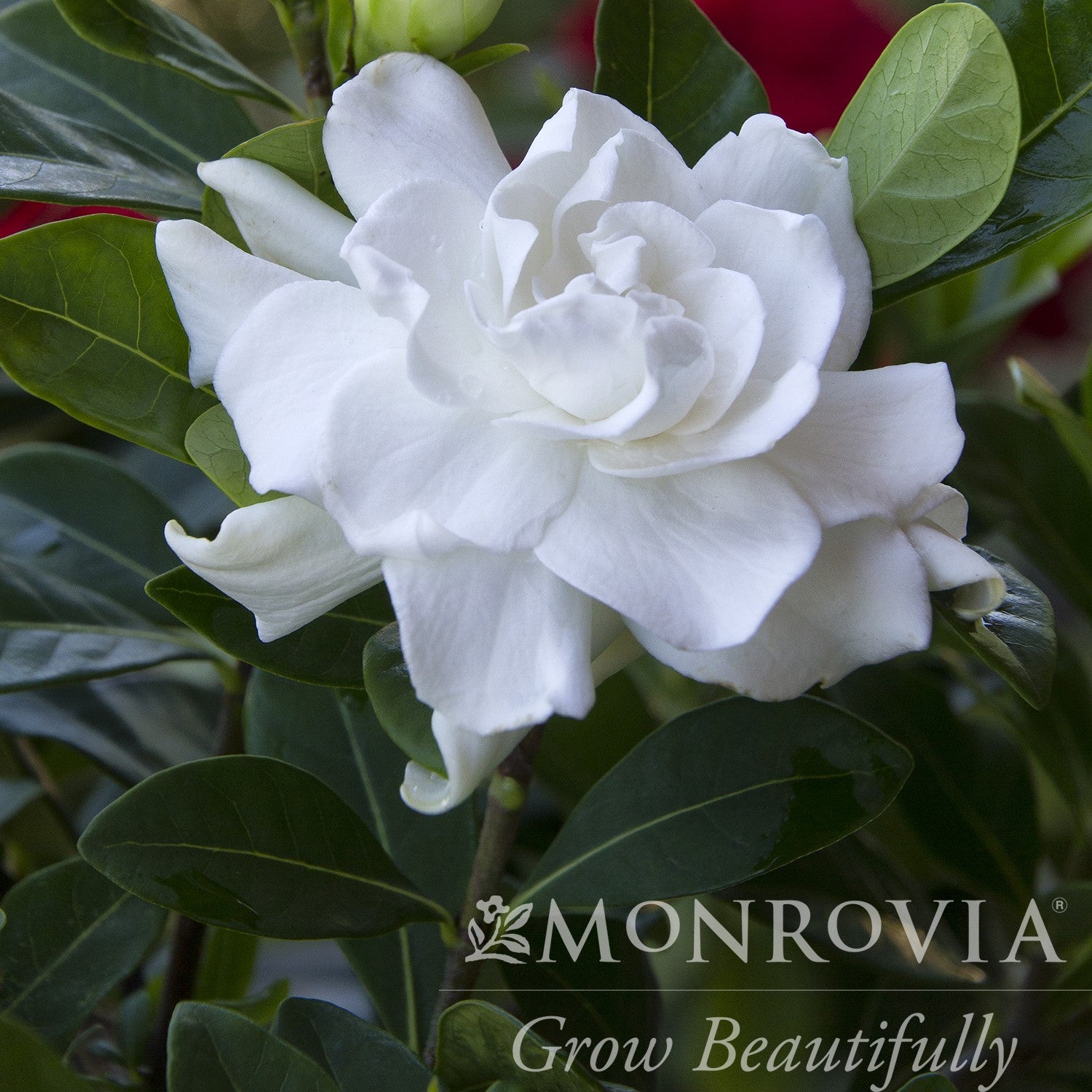 Gardenia jasminoides 'Veitchii' ~ Monrovia® Veitchii Gardenia-ServeScape