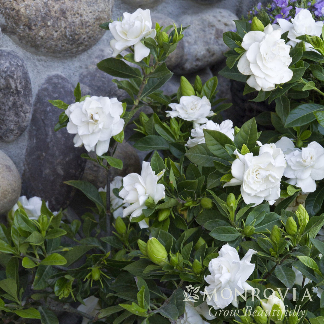 Gardenia jasminoides 'Veitchii' ~ Monrovia® Veitchii Gardenia-ServeScape