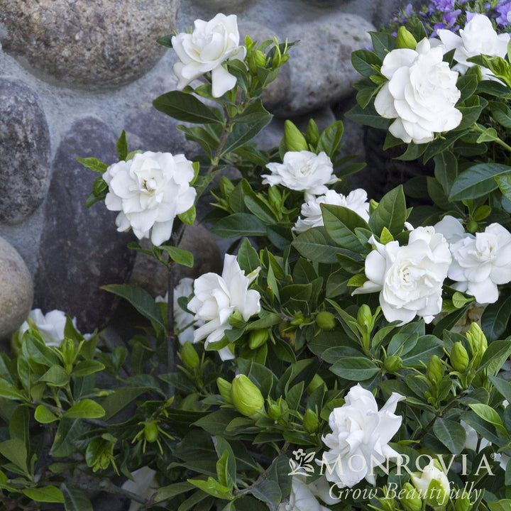 Gardenia jasminoides 'Veitchii' ~ Monrovia® Veitchii Gardenia-ServeScape