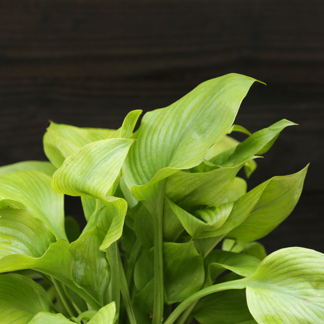 Hosta 'Guacamole' ~ Guacamole Hosta-ServeScape