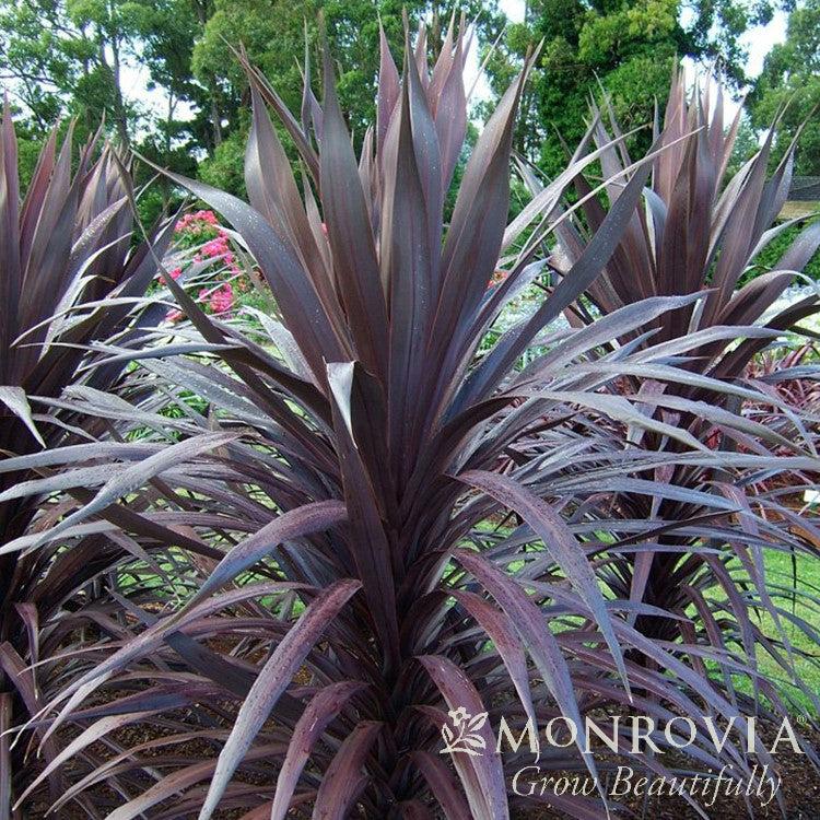 Cordyline australis 'Jel01' PP #18,545 ~ Monrovia® Burgundy Spire™ Cordyline-ServeScape
