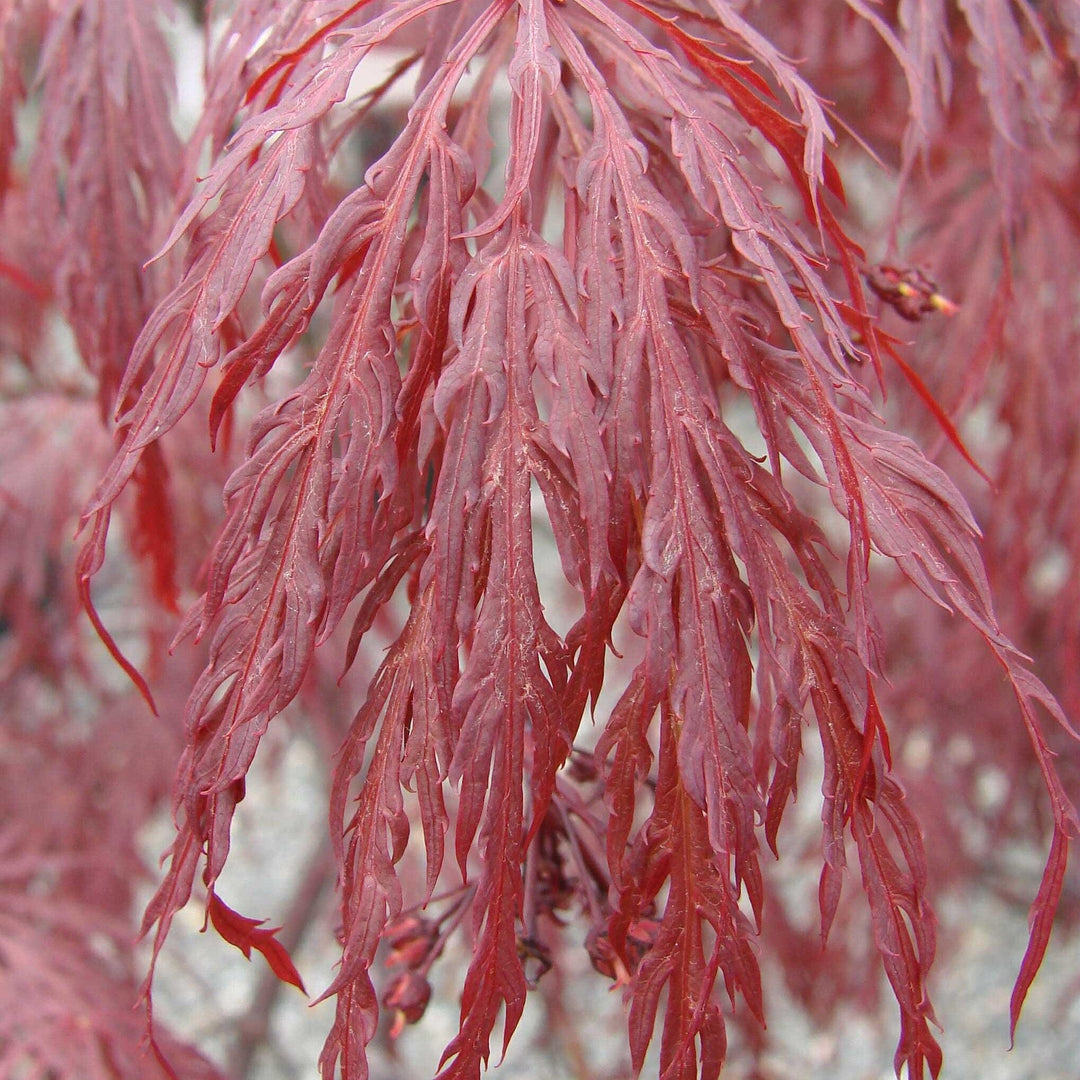 Acer palmatum var. dissectum 'Tamukeyama' ~ Tamukeyama Japanese Maple-ServeScape