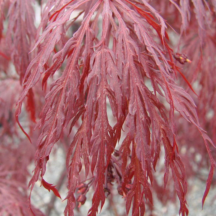 Acer palmatum var. dissectum 'Tamukeyama' ~ Tamukeyama Japanese Maple-ServeScape