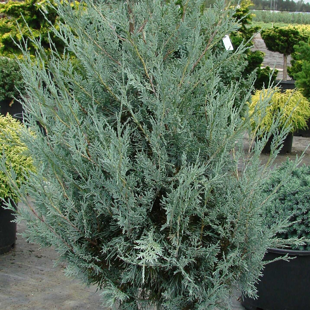 Juniperus scopulorum 'Moonglow' ~ Moonglow Juniper-ServeScape