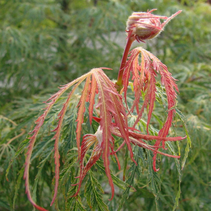 Acer palmatum var. dissectum 'Spring Delight' ~ Spring Delight Japanese Maple-ServeScape