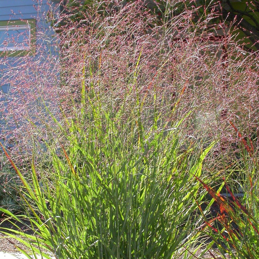 Panicum virgatum 'Red Flame' ~ Red Flame Switch Grass-ServeScape