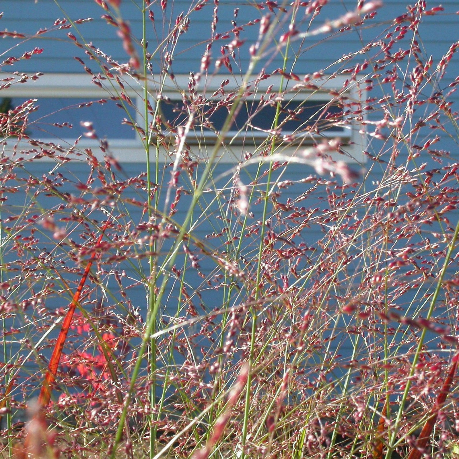 Panicum virgatum 'Red Flame' ~ Red Flame Switch Grass-ServeScape