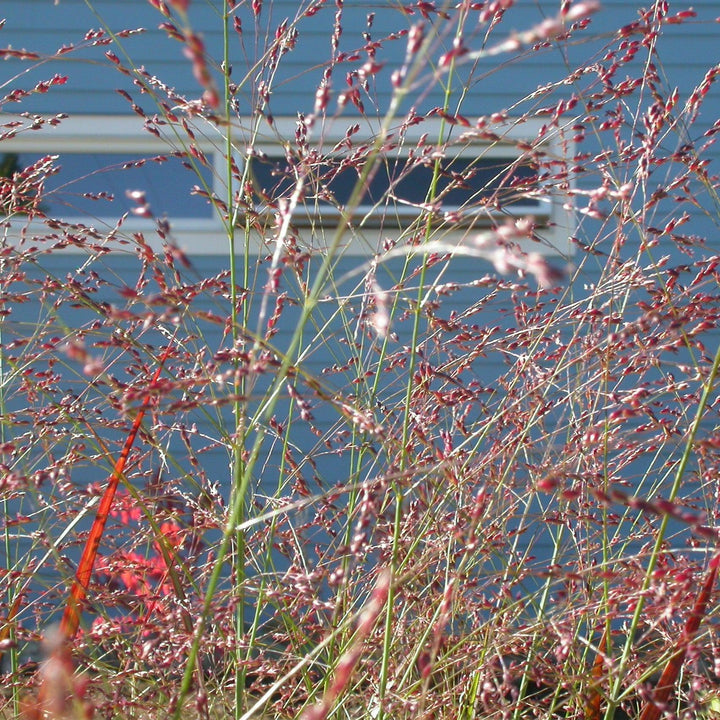 Panicum virgatum 'Red Flame' ~ Red Flame Switch Grass-ServeScape