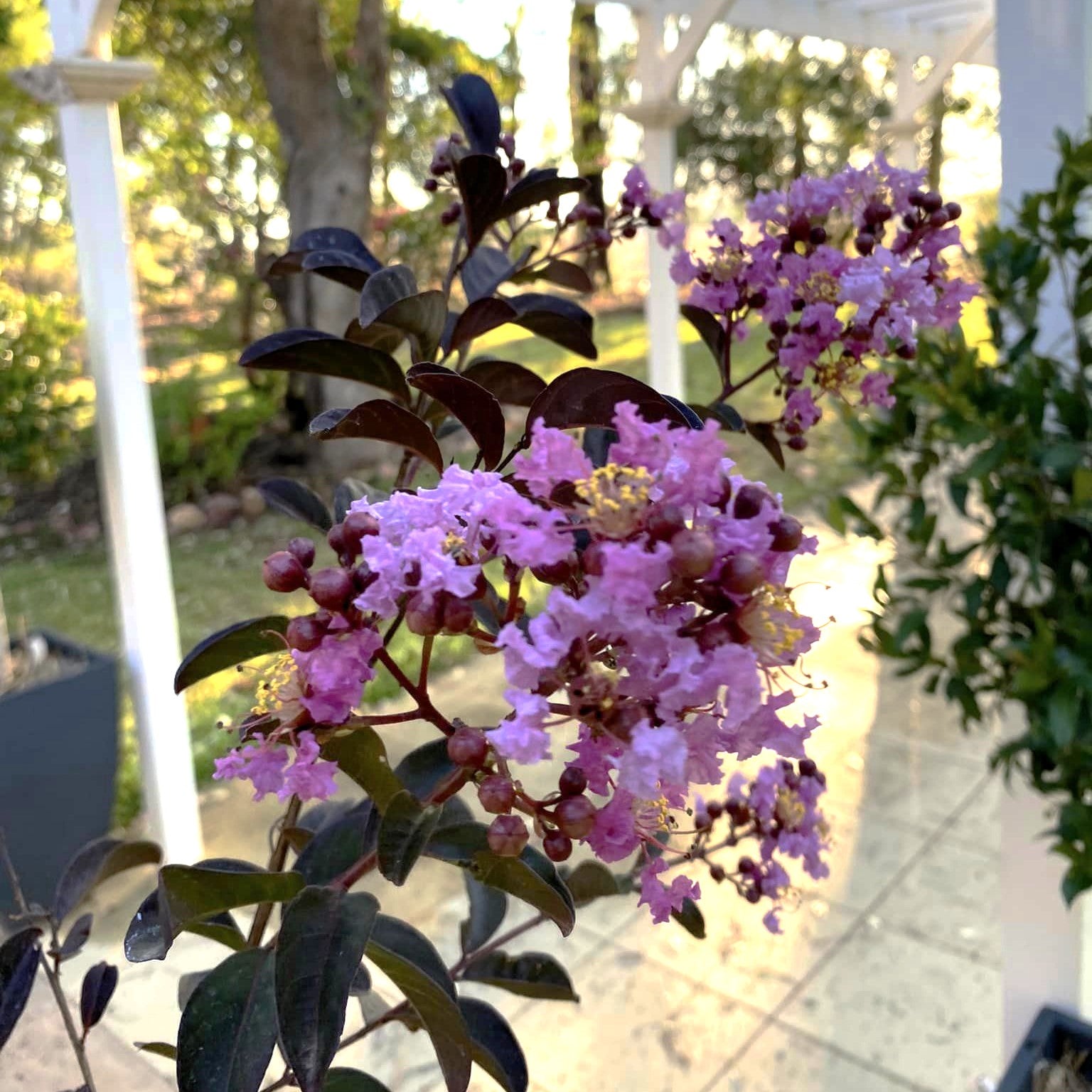 Lagerstroemia indica 'Deleb' ~ Delta Eclipse™ Crape Myrtle-ServeScape