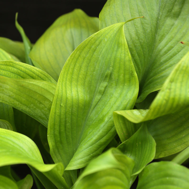 Hosta 'Guacamole' ~ Guacamole Hosta-ServeScape