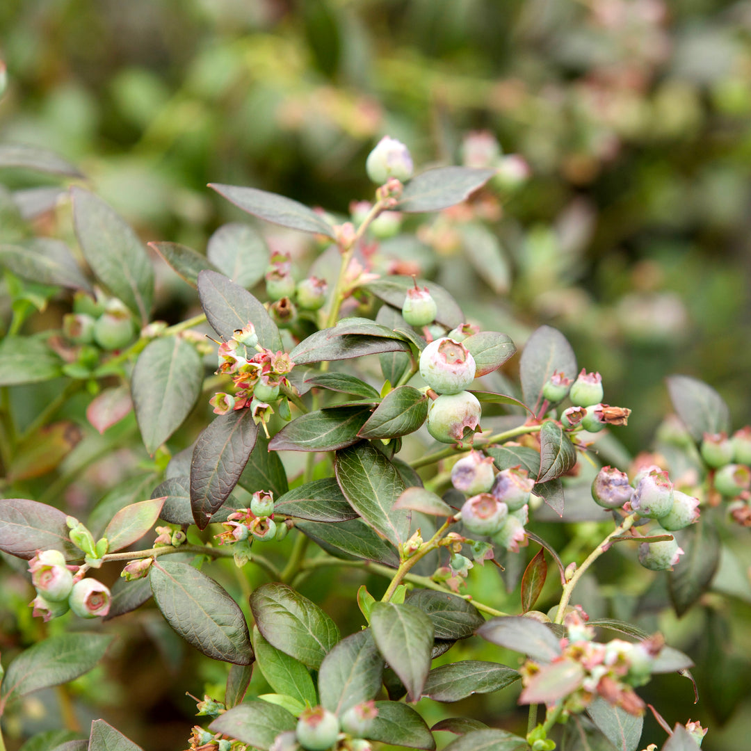 Vaccinium ashei 'Premier' ~ Premier Rabbiteye Blueberry-ServeScape