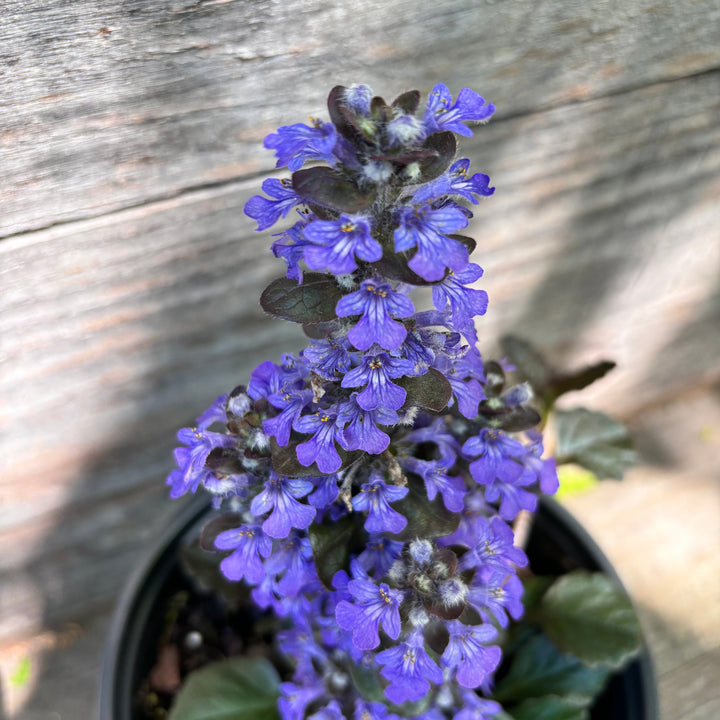 Ajuga reptans 'Catlin's Giant' ~ Catlin's Giant Bugleweed-ServeScape