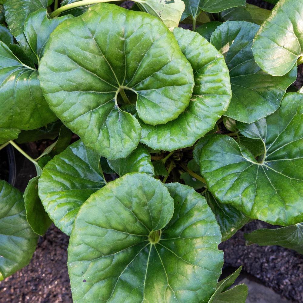 Farfugium Japonicum 'Giganteum' ~ Giant Leopard Plant-ServeScape