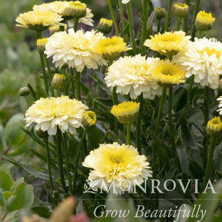 Leucanthemum ‘TNLEUKC’ PP #31,455 ~ Monrovia® Lemon Puff™ Shasta Daisy-ServeScape