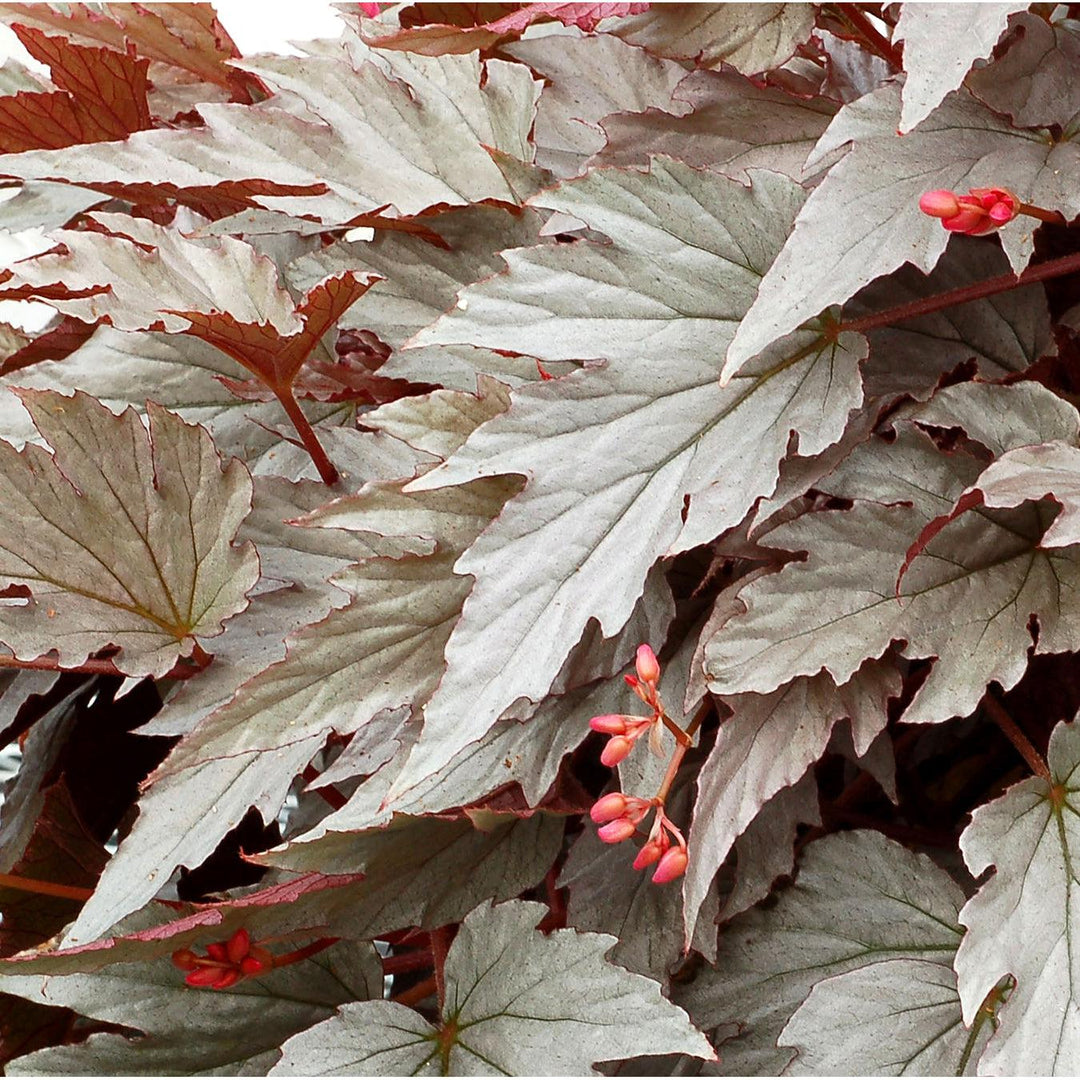 Begonia 'Silver Bells' ~ Monrovia® Holiday™ Silver Bells Begonia-ServeScape