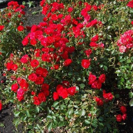 Rosa x ''RUIRL0023a' ~ Monrovia® Nitty Gritty™ Red Rose-ServeScape