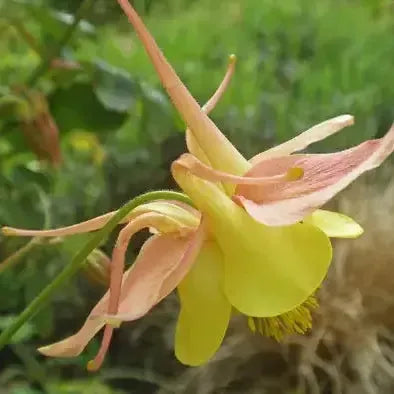 Aquilegia caerulea 'Swan Pink & Yellow' ~ Swan™ Pink & Yellow Columbine-ServeScape
