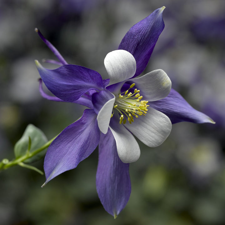 Aquilegia caerulea 'Deep Blue & White' ~ Monrovia® Kirigami™ Deep Blue & White Columbine-ServeScape
